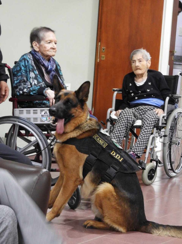 Un especial "Da del Animal": la seccin de canes de la DDI acompa en este da a los abuelos