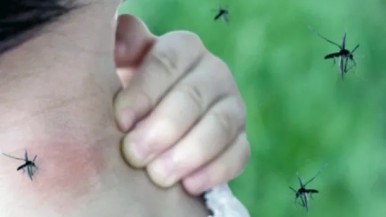 Se desaceleran los contagios: más de 420.000 casos de dengue en 2024