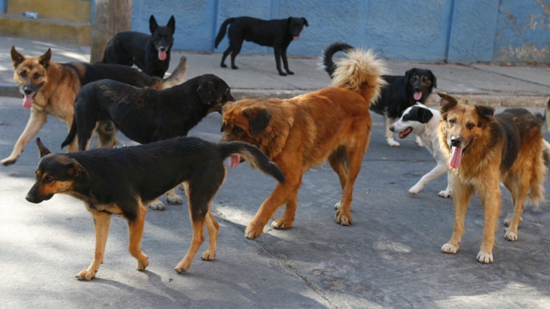 Plenario de Comisiones del Concejo de Ro Gallegos abord la problemtica de la superpoblacin canina