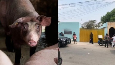 Muerte insólita: un chancho mató a mordiscones a su dueño cuando intentaba darle de comer