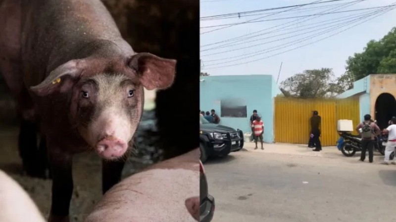 Muerte inslita: un chancho mat a mordiscones a su dueo cuando intentaba darle de comer