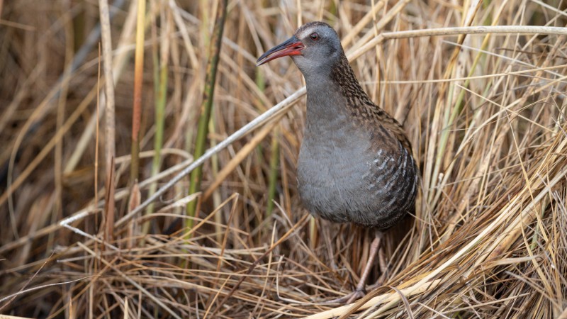 Es una de las aves ms amenazadas de nuestro pas. En el pasado habitaba en casi toda la Patagonia chilena y argentina. Ph Franco Bucci.