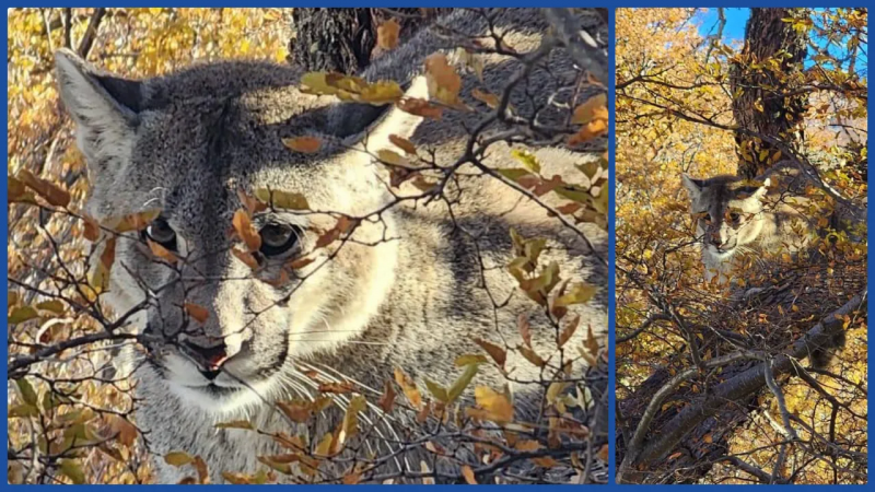 El puma caus preocupacin y cerraron el sendero