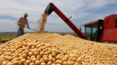 Las ventas de soja alcanzan el nivel más bajo en nueve años: cuáles son las causas