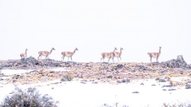 Patagonia invernal: la vida silvestre en el Parque Patagonia