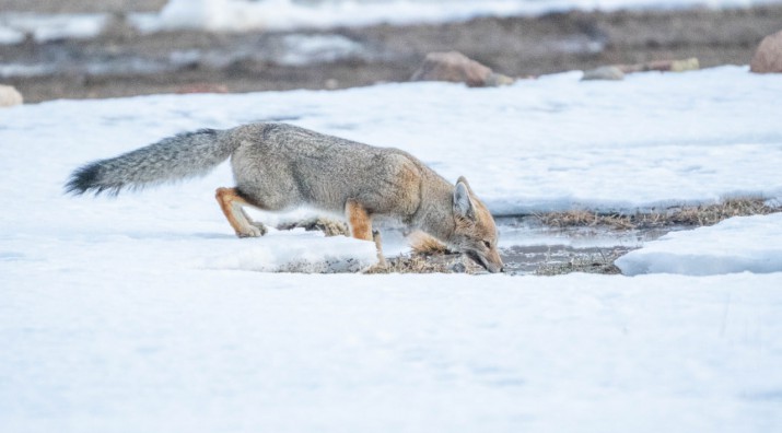 Patagonia invernal: la vida silvestre en el Parque Patagonia