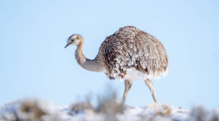 Patagonia invernal: la vida silvestre en el Parque Patagonia