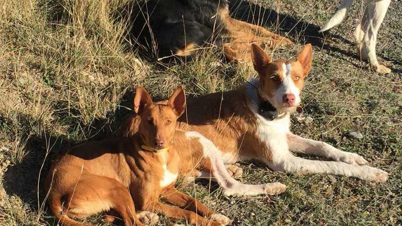 Denuncian la aparicin de mascotas envenenadas en distintos puntos de El Calafate 