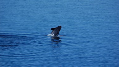 Vuelven las Ballenas a Santa Cruz: dónde se puede verlas