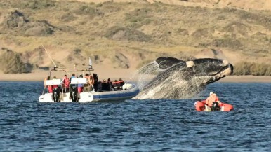 Chubut confirmó la fecha de lanzamiento de la Temporada de Ballenas 2024	 