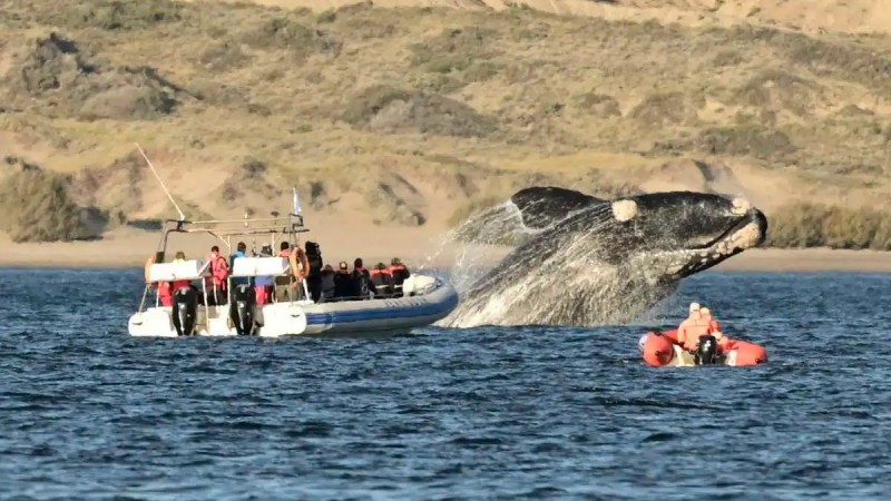 Chubut confirm la fecha de lanzamiento de la Temporada de Ballenas 2024	 