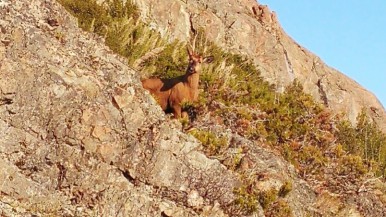 Los avistajes son una buena noticia al ser especies amenazadas 