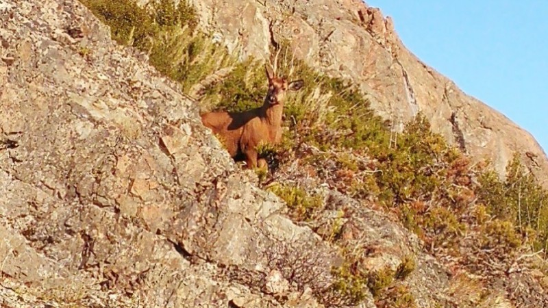 Avistan varios ciervos nativos en Parques Nacionales de la Patagonia