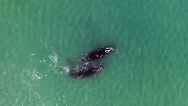 Las increíbles imágenes de ballenas en peligro de extinción en Punta Loyola, que captó un realizador  