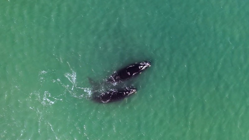 Las increbles imgenes de ballenas en peligro de extincin en Punta Loyola, que capt un realizador  