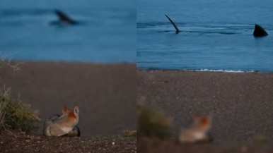 Patagonia en su máxima expresión: el increíble vídeo de un zorro mirando las ballenas en El Doradillo 