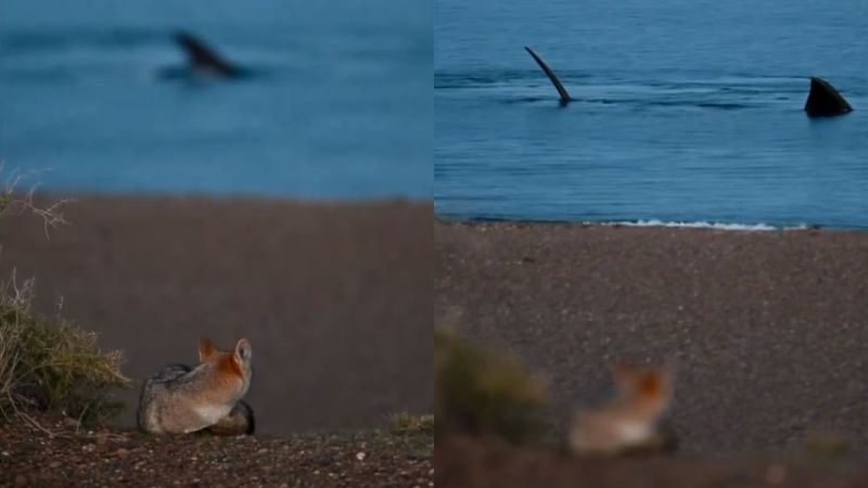 Patagonia en su mxima expresin: el increble vdeo de un zorro mirando las ballenas en El Doradillo 