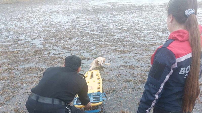 Policas de Santa Cruz lograron rescatar a un perro en una laguna 