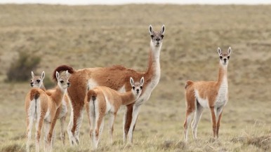 Santa Cruz: Adrián Suárez dijo que hay más de dos millones de guanacos y que faltan frigoríficos "preparados para la faena" 