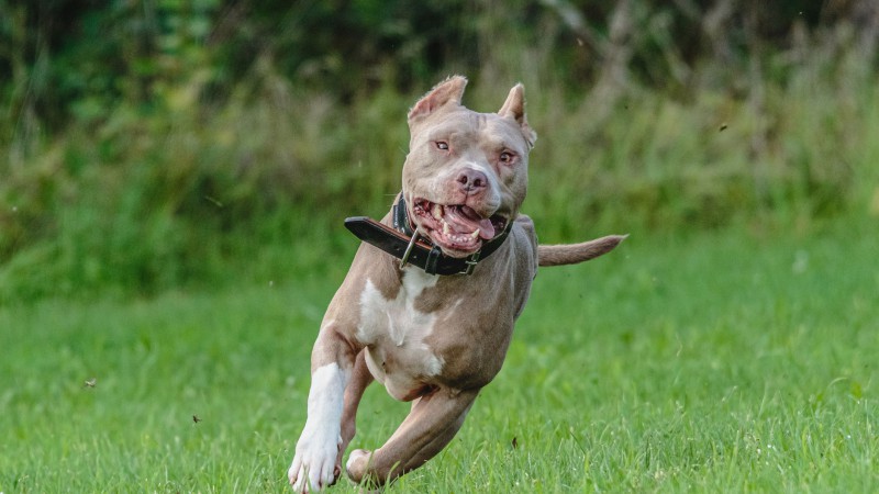 Un pitbull mordi a una mujer en la cara y su dueo enfrentar cargos penales