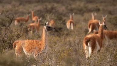 Santa Cruz: esquilaron más de 100 guanacos en silvestría y obtuvieron 57 kilos de fibras de alta calidad para su comercialización 