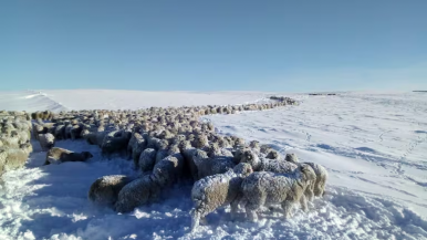 Crudo relato de un productor rural santacruceño tras el comienzo del invierno