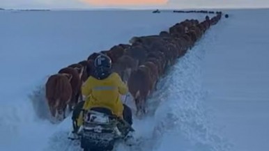 Santa Cruz: la gran caravana de vacas y toros en un campo cerca de Cancha Carrera