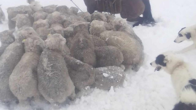 Productor rural de Las Heras y su preocupacin por la nieve acumulada en los campos y por la mortandad de animales