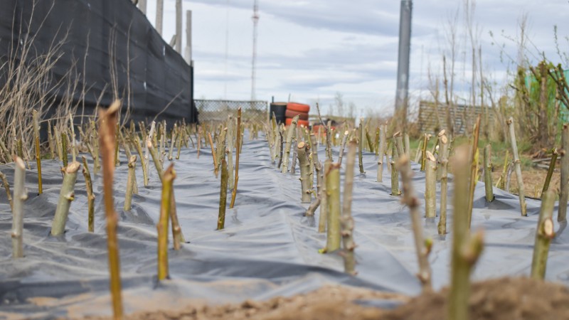 Se concretar jornada de charlas y ecocanje "RAEEreforestando" en Ro Gallegos