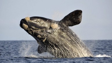 Comienza el avistaje de ballenas 