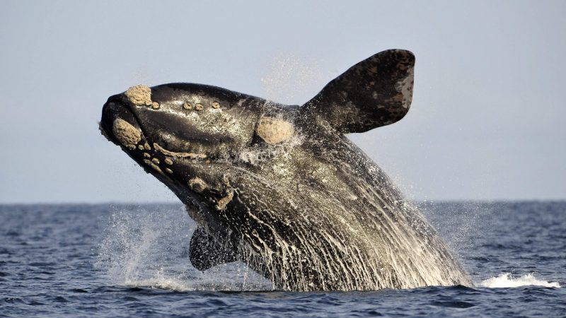 Comienza la temporada de ballenas en la Argentina: cules son los mejores lugares para avistarlas