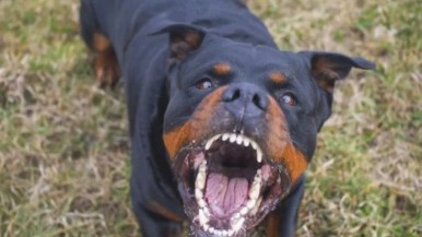 Una mujer de 85 años murió tras ser atacada por sus tres perros rottweiler