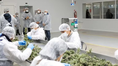 Una provincia de la Argentina ya exporta cannabis de grado farmacéutico a Portugal, Alemania y Australia 