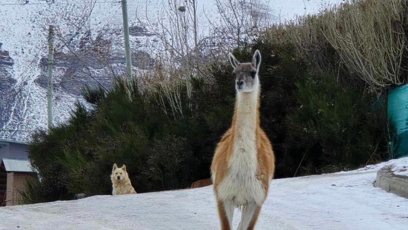 Guanaco en las calles de El Calafate, mientras un perro lo observa. Foto: Ahora Calafate. 