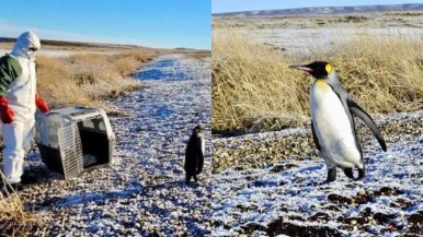 Lograron rescatar al pingüino que caminaba en las calles de Río Grande en Tierra del Fuego y se había hecho viral  