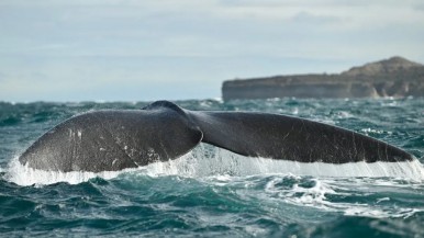 El avistaje de ballenas aparece como una opción de turismo 