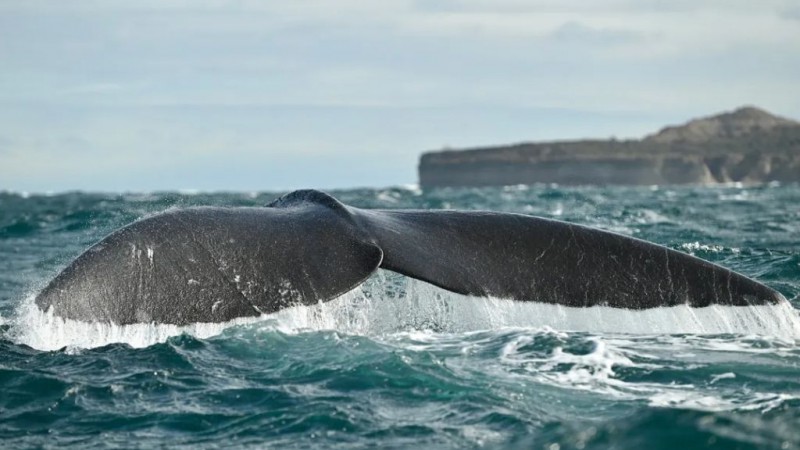 Puerto Madryn: cunto cuesta embarcarse para ver a las ballenas en vacaciones de invierno