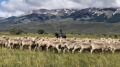 La superpoblación de una especie amenaza con destruir la producción ovina patagónica