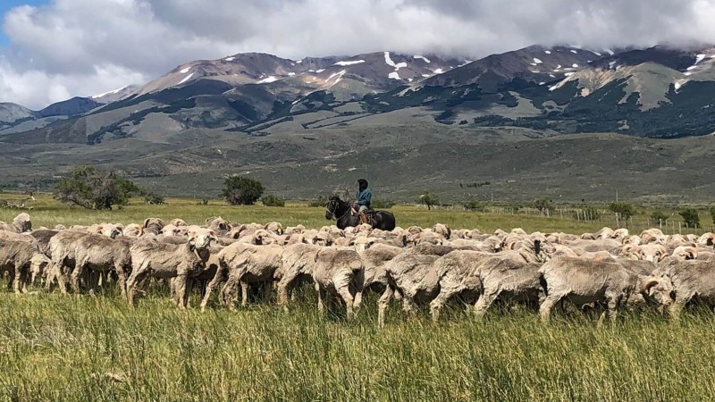 Peligra la produccin ovina en Patagonia. 