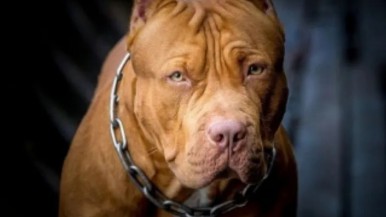 Fallece un hombre tras el brutal ataque de un pitbull