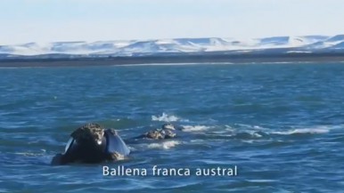 Vídeo: aparecieron dos ballenas francas en la costa de Puerto San Julián y quedaron retratadas por un productor audiovisual 