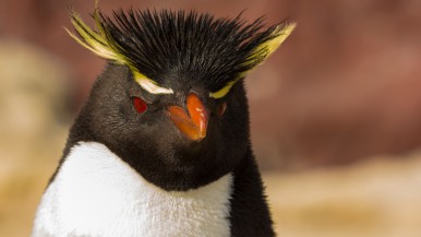 Pingüinos en invierno: ¿A dónde van los penachos amarillos? 