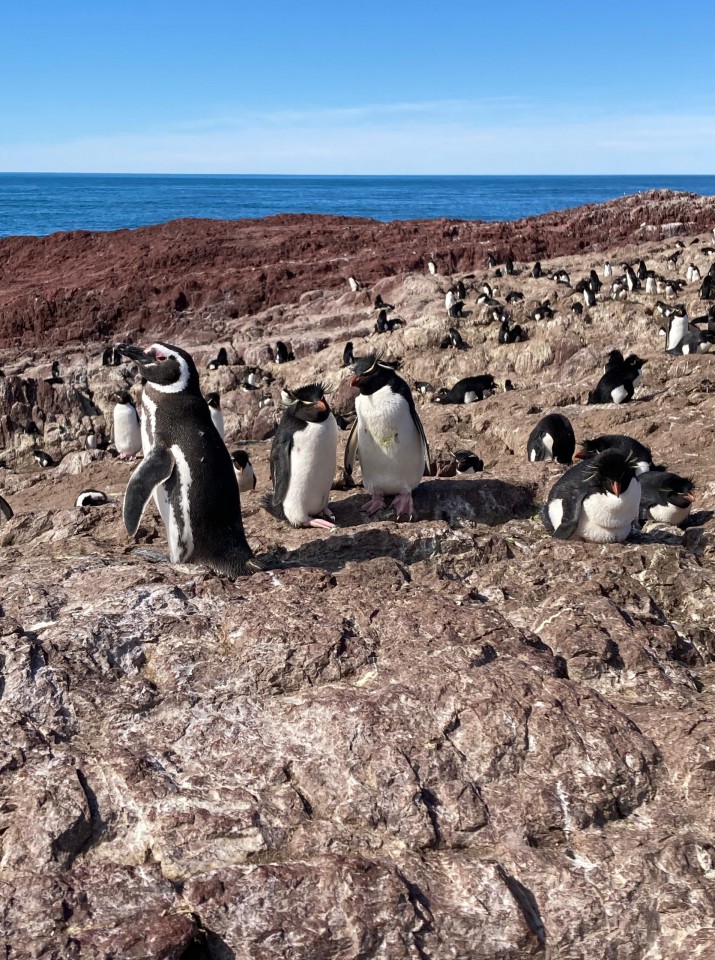 Pinginos en invierno: A dnde van los penachos amarillos? 