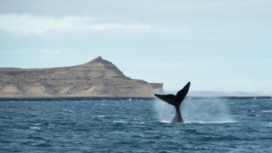 Fuerte caída en el avistaje de ballenas en la Patagonia: un intendente dijo que es porque los turistas optan por Brasil y pidió una baja en los precios