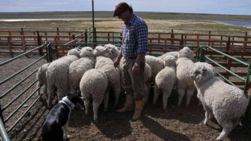 Campos patagnicos: el Gobierno nacional elimin el fondo fiduciario ovino