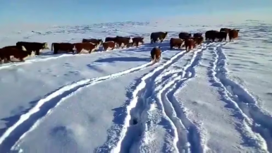 Declararon la emergencia agropecuaria en Santa Cruz, Río Negro y Chubut