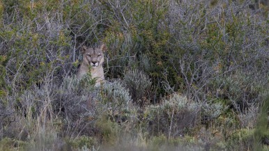 Un biólogo de Santa Cruz aseguró que Monte León "es un criadero de pumas" y dijo que se trasladan hasta "la costa norte de la ría de Río Gallegos" 