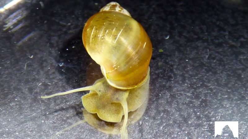 Detectan especie de caracol extico invasor en Santa Cruz 