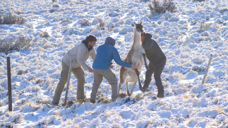 Barreras mortales: los alambrados en Patagonia y su impacto sobre los guanacos