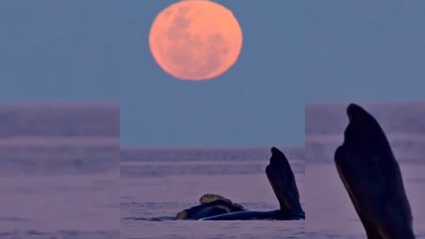 Patagonia: el increíble vídeo que captó el mar, la luna llena y a una ballena  